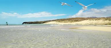 Dünensand am Strand mit Möwen auf Fuerteventura