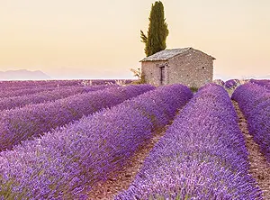 Champ de lavande en Provence au coucher du soleil avec une cabane en pierre.