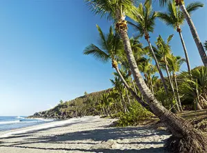 Vue sur la plage de Grande Anse à La Réunion avec des palmiers légèrement inclinés projetant leur ombre sur le sable clair