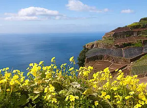 Terrasses verdoyantes et fleurs sauvages sur les falaises de Madère, avec vue sur l’océan Atlantique.