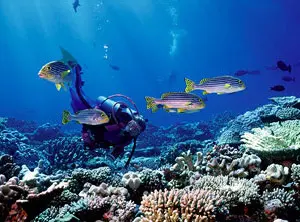 Plongeur explorant un récif corallien coloré entouré de poissons tropicaux dans une mer turquoise