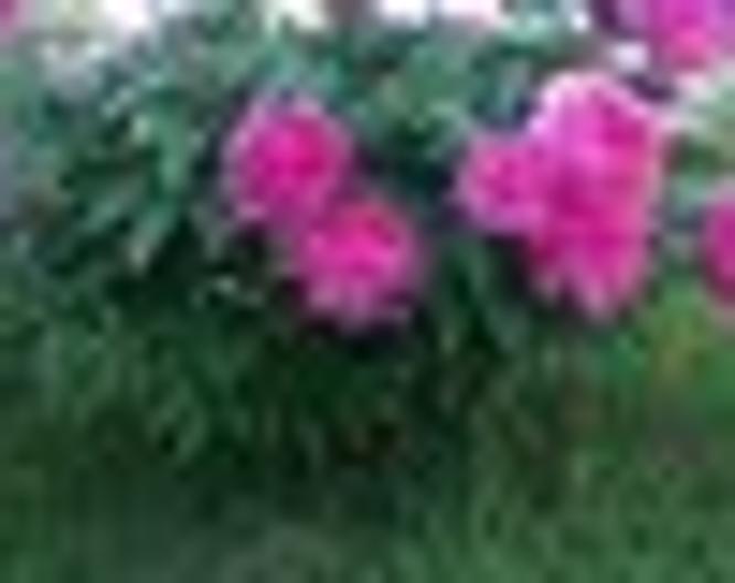 House Josipa - Landschaft