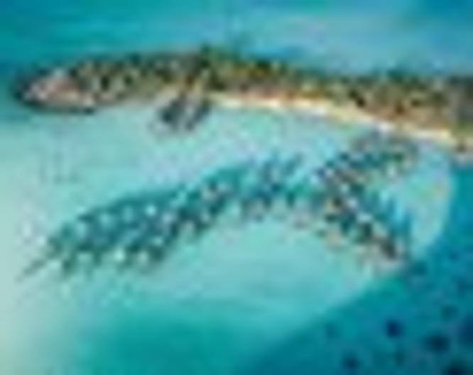 InterContinental Bora Bora Le Moana Resort - Pool