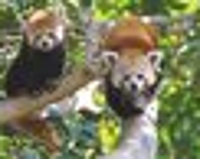 Loro San Borondon - Sonstiges