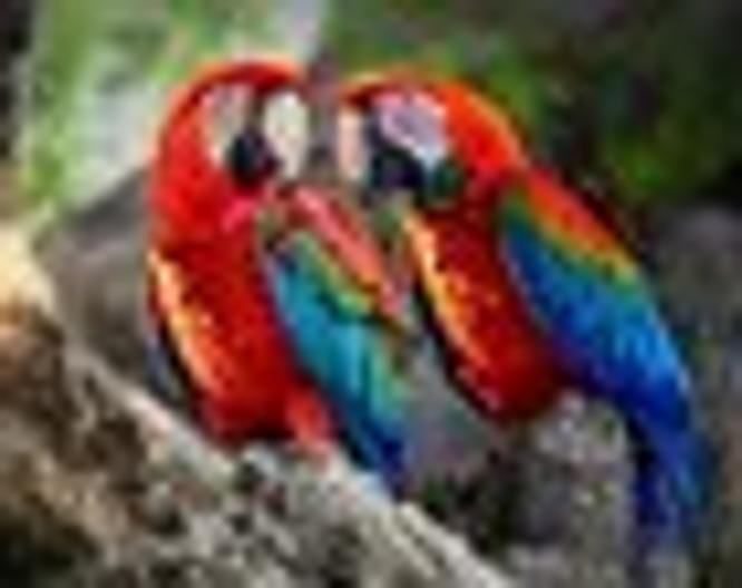 Loro Alua Tenerife - Sonstiges