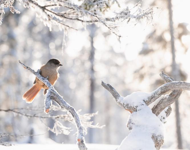 Lapland Hotels Luostotunturi - Paysage