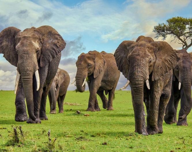 Rundreise Kenia - Masai Mara Fly-in 3 Nächte - Allgemein