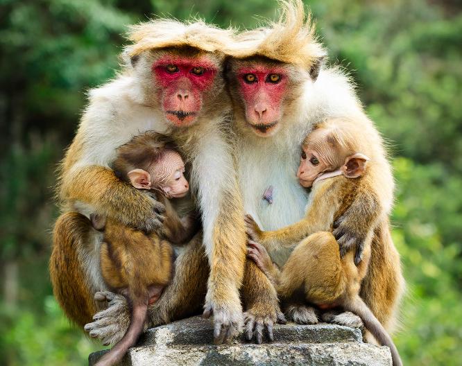 Rundreise Sri Lankas Wildnis privat geführt - Allgemein