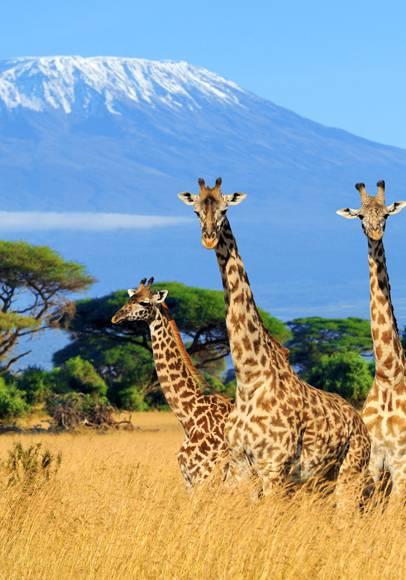 Réservez vos vacances au Kenya !