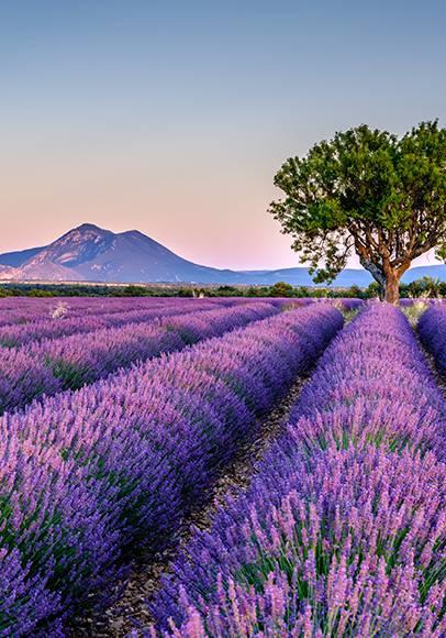 Réservez vos vacances en Provence !
