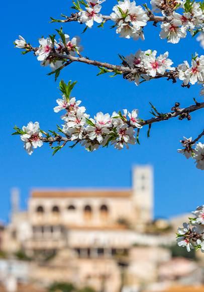 Last Minute nach Mallorca